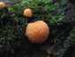 Vörös málna-nyálkagomba (Tubifera ferruginosa), Mátra